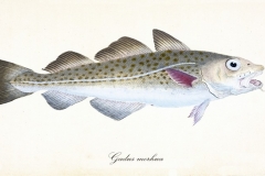 Dorsz atlantycki