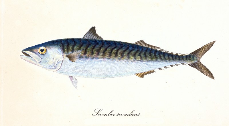 ryby mrożone - makrela