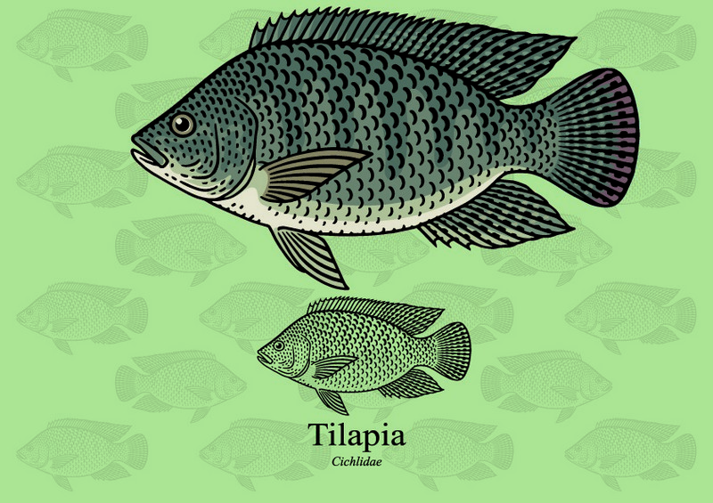 ryby mrożone - tilapia