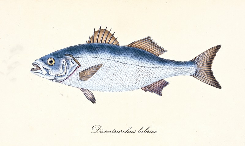 ryby mrożone - labraks